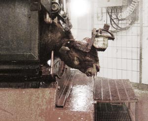 immobilisation de l'animal égorgement de l'animal - abattage rituel